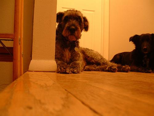 Photo Kerry Blue Terrier