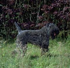 Photo Kerry Blue Terrier