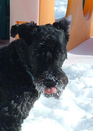 Photo Kerry Blue Terrier