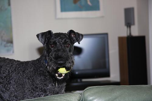 Photo de Kerry Blue Terrier