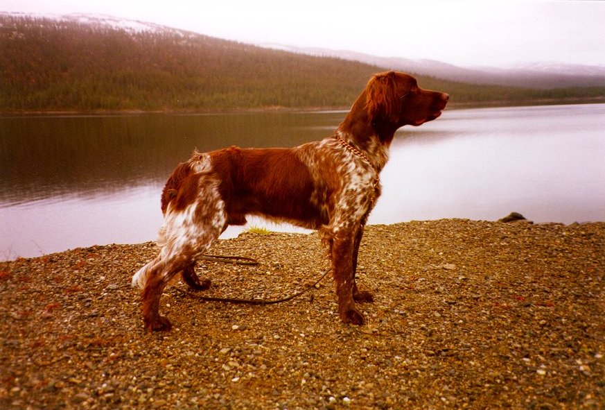 Photo de Small Münsterländer