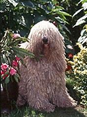 Photo Komondor