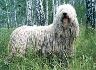 Photo Komondor