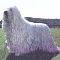 Photo Komondor