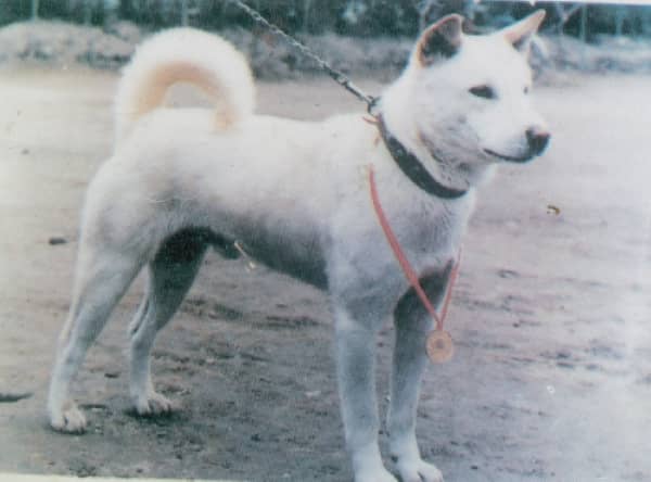 Photo de Korea Jindo Dog