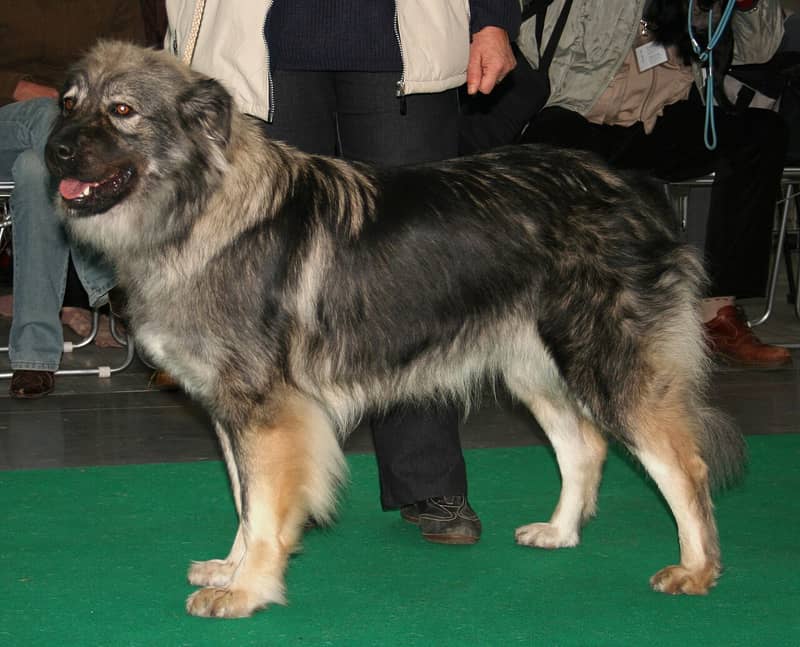 Photo de Karst Shepherd Dog