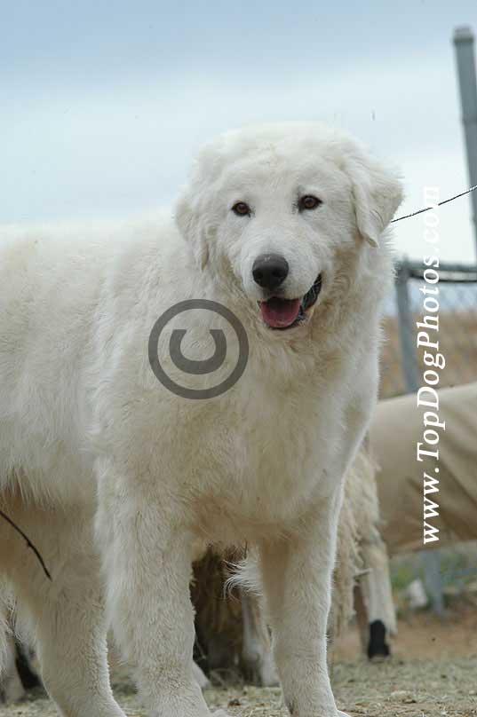 Photo Kuvasz