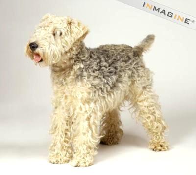 Photo Lakeland Terrier