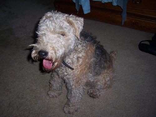 Photo Lakeland Terrier