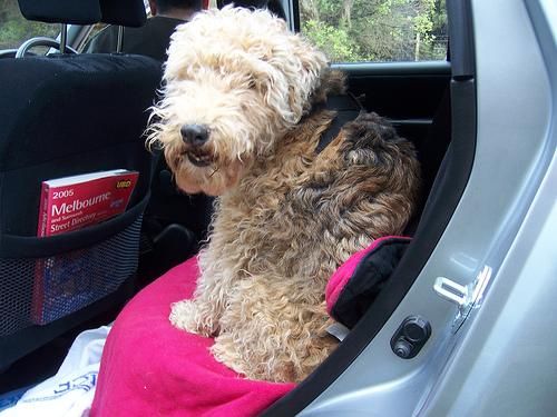 Photo Lakeland Terrier