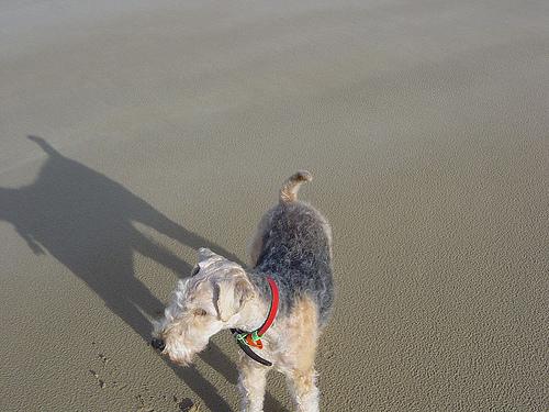 Photo de Lakeland Terrier
