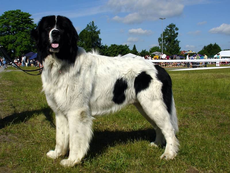 Landseer (Type Continental-Européen)