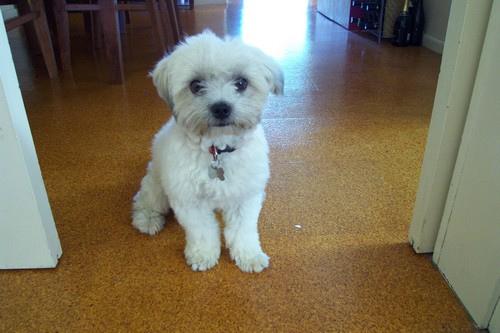 Photo Maltese