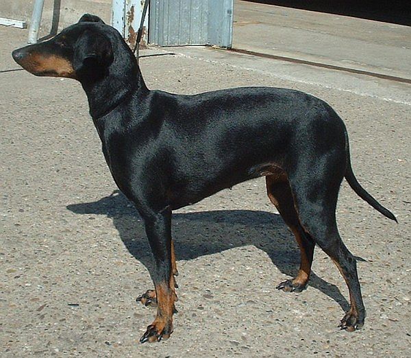Photo de Manchester Terrier