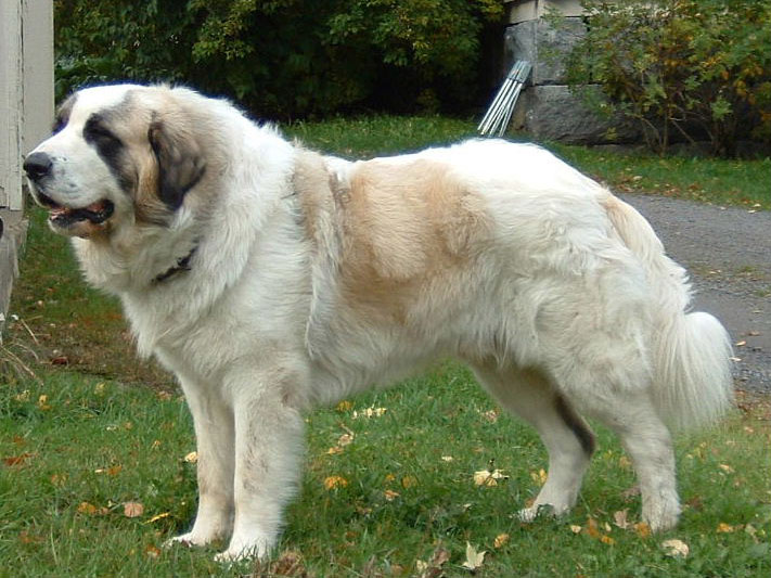 Photo de Pyrenean Mastiff