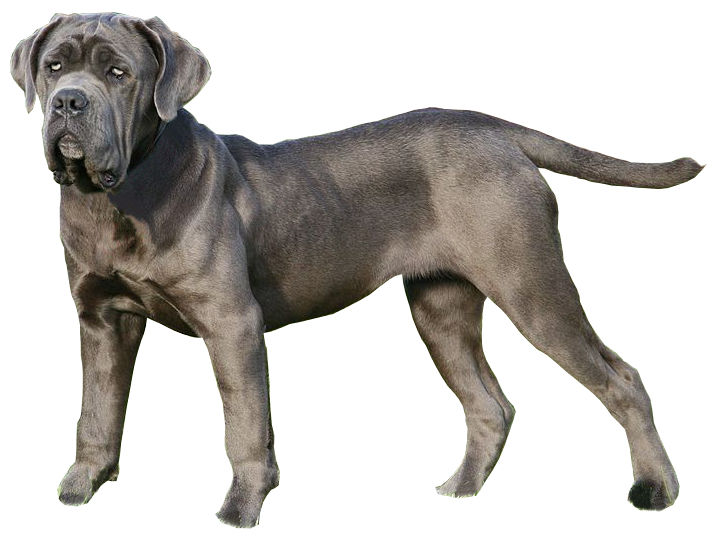 Photo de Neapolitan Mastiff