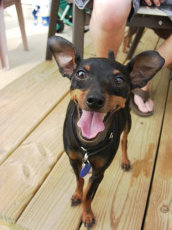 Photo Miniature Pinscher