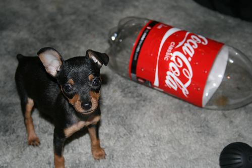 Photo Miniature Pinscher