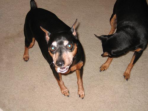 Photo Miniature Pinscher