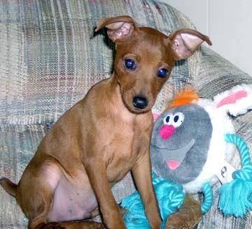 Photo Miniature Pinscher