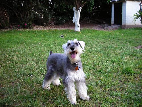 Photo Miniature Schnauzer