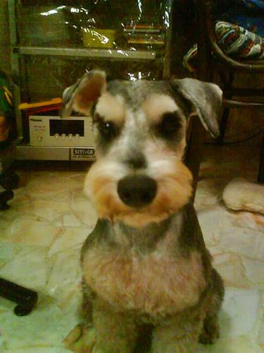 Photo Miniature Schnauzer