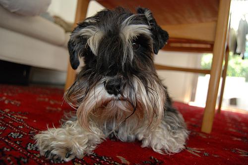 Photo Miniature Schnauzer