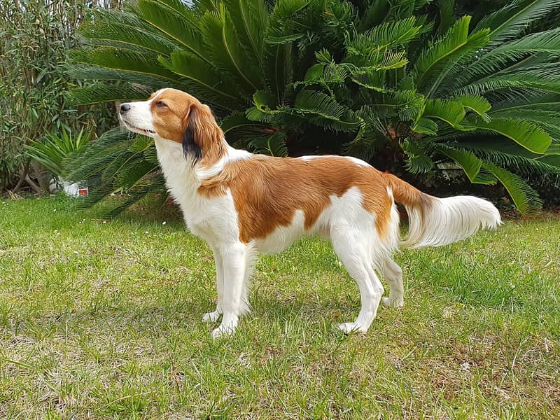 Photo de Kooikerhondje