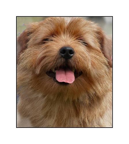 Photo Norfolk Terrier