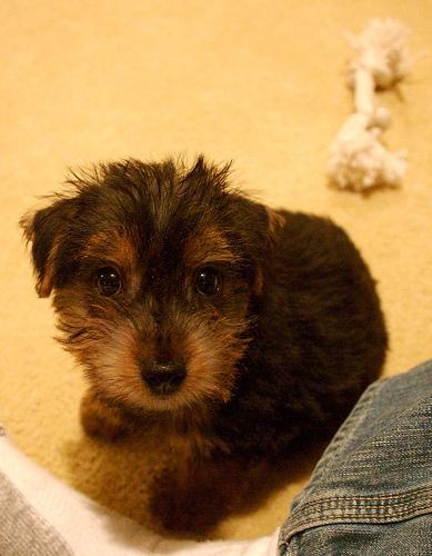 Photo Norfolk Terrier