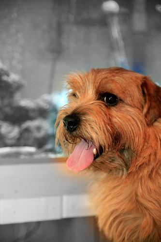 Photo Norfolk Terrier
