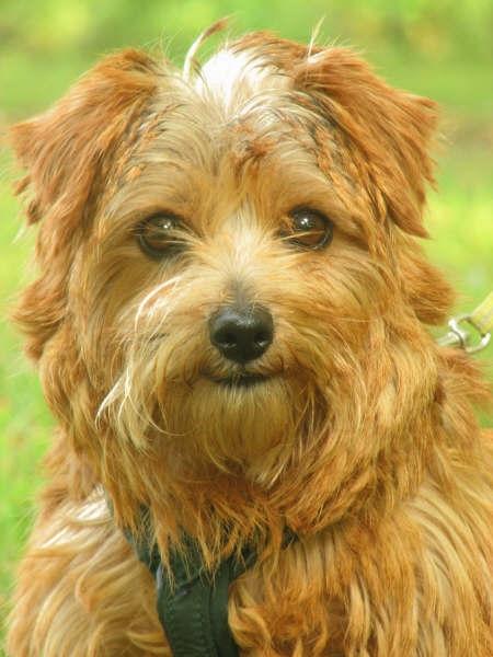 Photo Norfolk Terrier