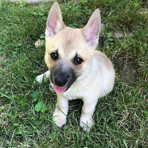 Photo Norwegian Buhund