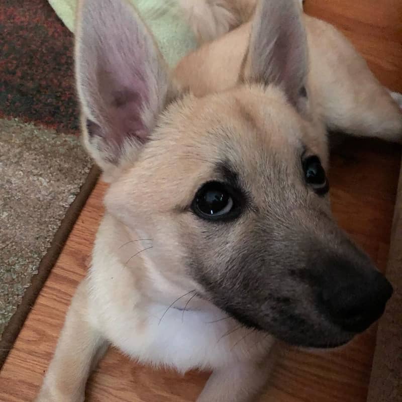 Photo Norwegian Buhund