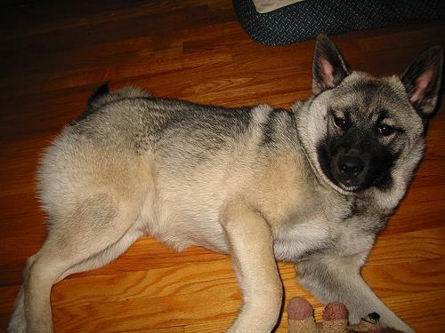Photo Norwegian Elkhound
