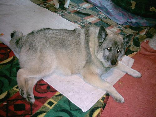Photo Norwegian Elkhound