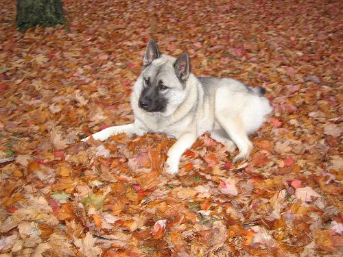 Photo Norwegian Elkhound