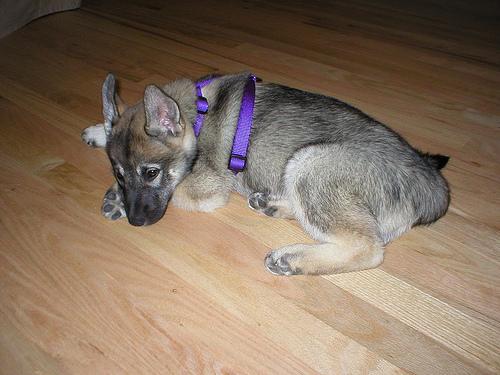 Photo de Norwegian Elkhound