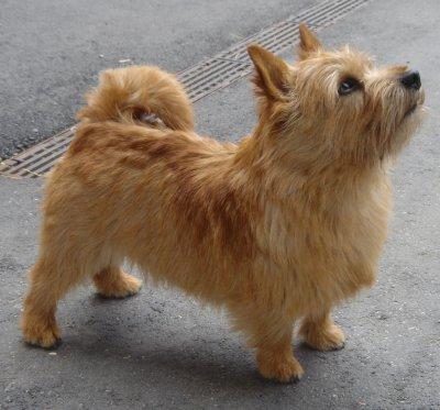 Photo Norwich Terrier