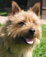 Photo Norwich Terrier