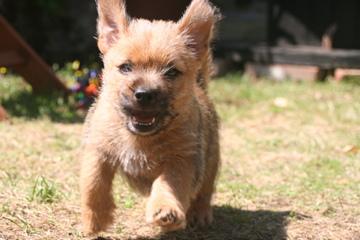 Photo Norwich Terrier