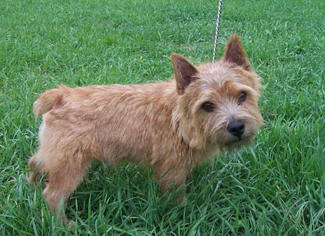 Photo Norwich Terrier