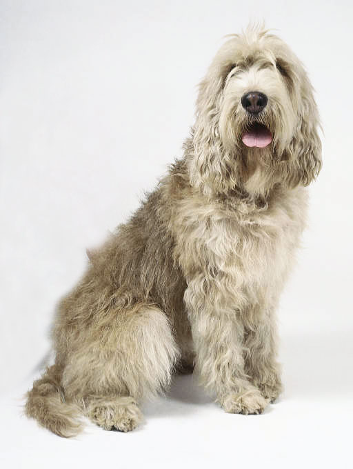 Photo Otterhound