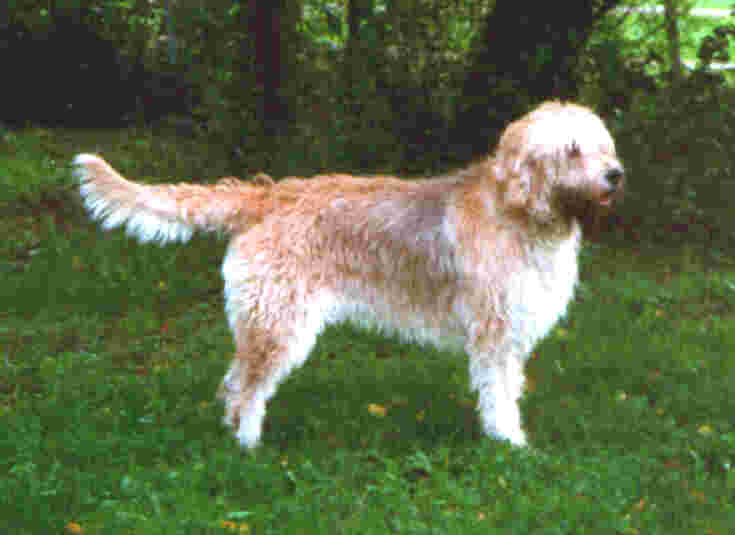 Photo Otterhound