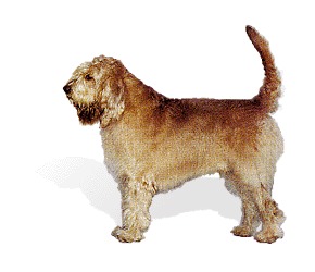 Photo Otterhound