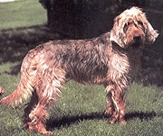 Photo de Otterhound