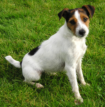 Photo de Parson Russell Terrier