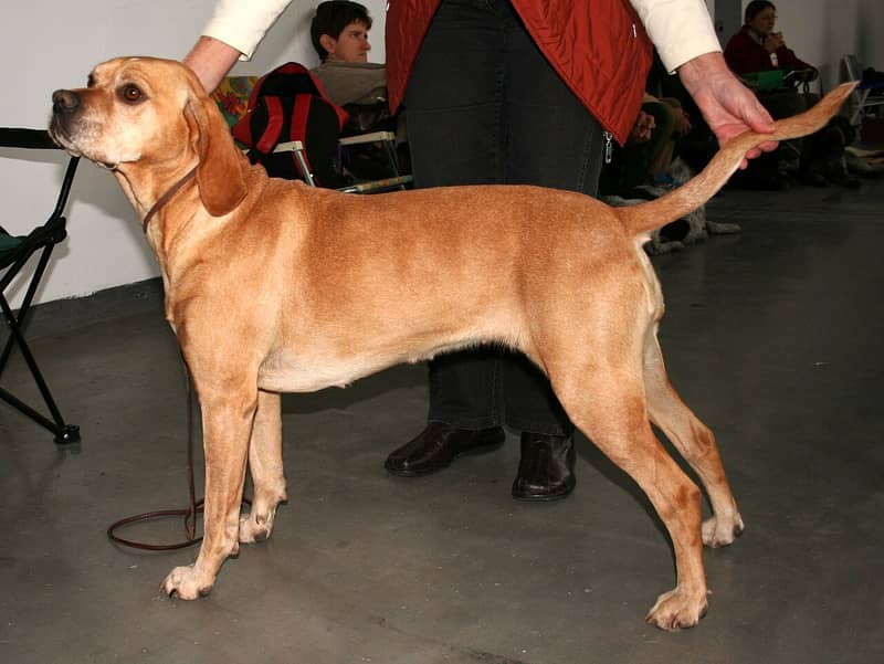 Photo de Portuguese Pointer