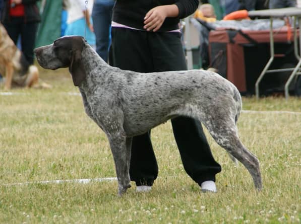 Photo de Burgos Pointer