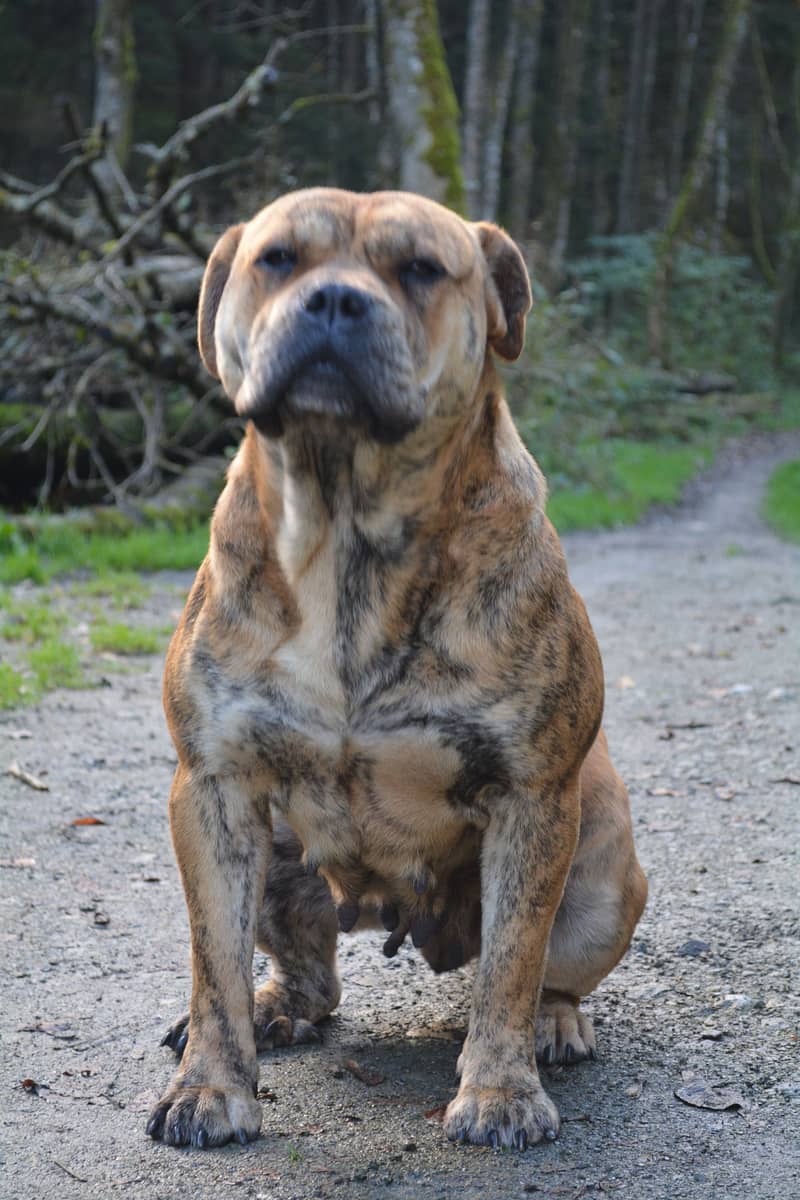Photo de Majorca Mastiff